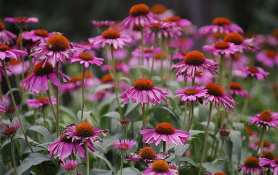 عصاره گياهان عصاره گياهان عصاره گياه اکيناسه پورپورايا در آب حل مي شود