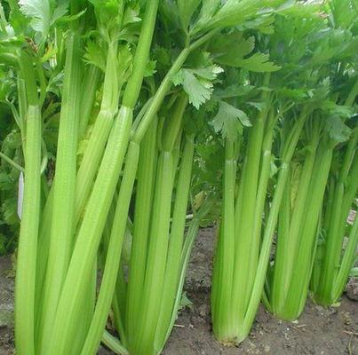 Seed Powder Natural Dietary Supplements Celery Extract For Gout Ratio 10 / 1