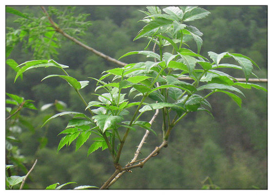 Dihydromyricetin ease alcohol syptoms Ampelopsis grossedentata Extract powder