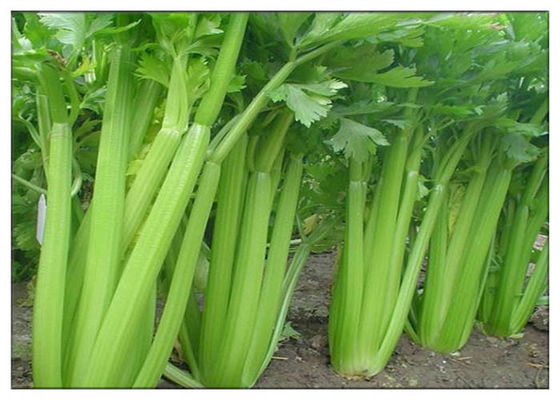 Plant Seed Extract powder Celery Seed Extract Powder for Gout for dietary supplement
