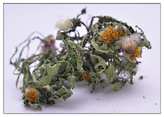 Dandelion Root Plant Extract Powder Brown Color HPLC 5% Food Grade Anti - Aging