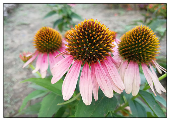 Echinacea Purpurea Plant Extract Powder With Chicory Acid Improving Immune System