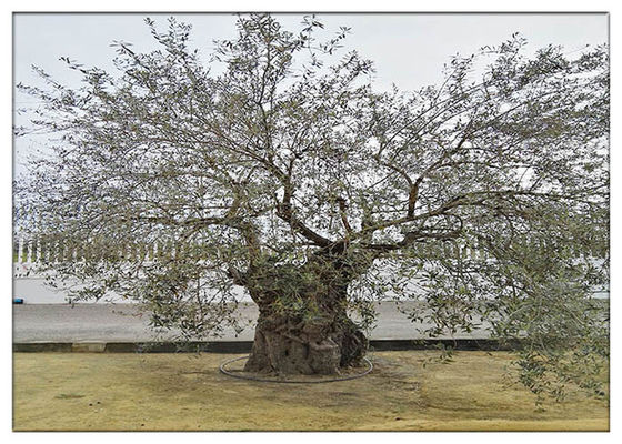 پودر عصاره گیاه برگ زیتون هیدروکسی تیروئول 20٪ ضد التهابی HPLC آزمون