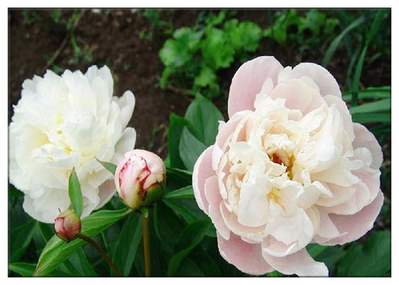پودر عصاره ریشه پونه ریز در آب، پودر عصاره ریشه Paeonia Lactiflora