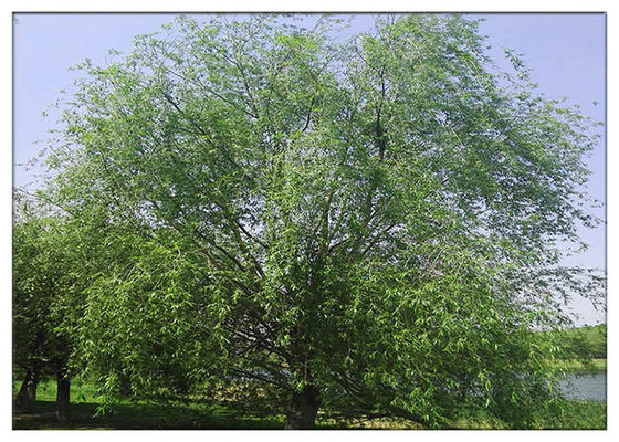 پودر عصاره گیاهی ضد میکروبی 10٪ - 98٪ استخراج عصاره بیو بول