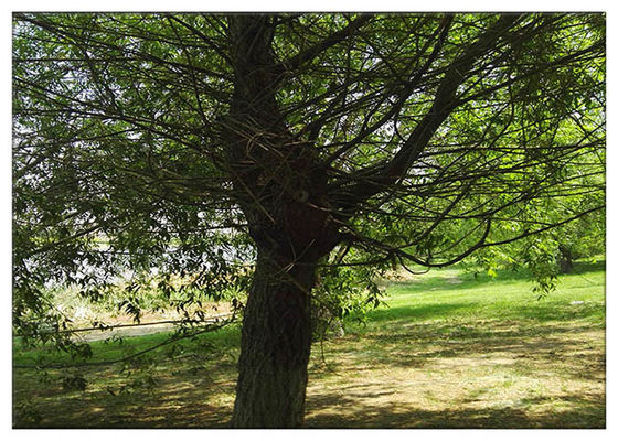 Salicin 98% হোয়াইট Willow বারক নিষ্কাশন পাউডার এন্টি ফুংসংক্রান্ত উপাদান উপাদান