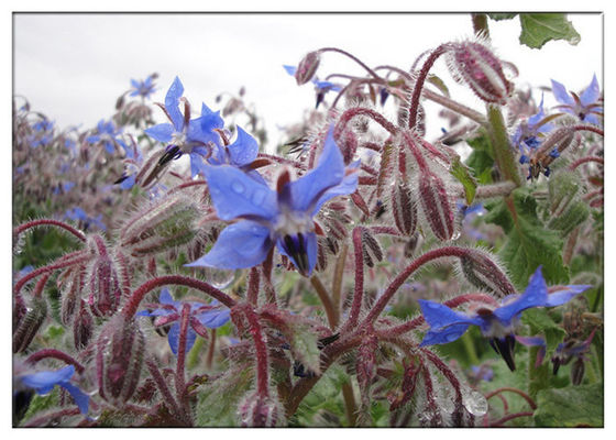 18٪ روغن GLA Borago Officinalis از استخراج دانه از علائم پیش از یائسگی