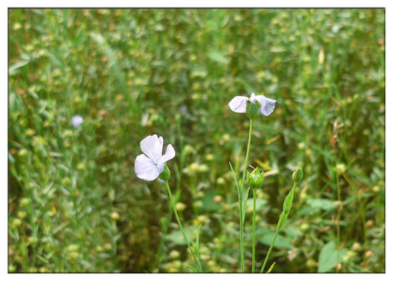 روغن آلفا لینولنیک اسید طبیعی گیاه عصاره روغن روغن سرد فلفل قرمز بهبود حافظه