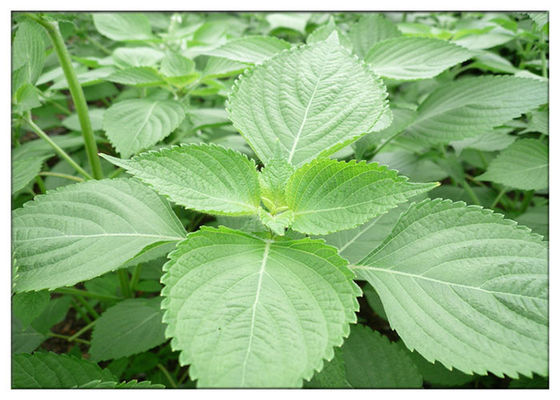 الغذاء الصف بريلا الضروري النفط السائل، الضغط البارد الزيوت النباتية الطبيعية