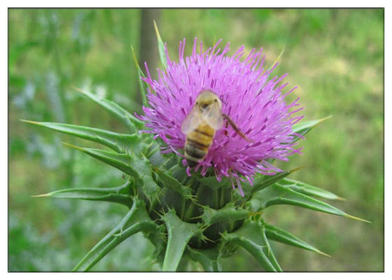 الحليب الشوك بذور المكملات الغذائية الطبيعية سيليمارين 60٪ - 80٪ ل اضطراب الكبد