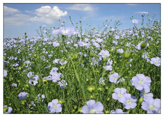 بهبود حافظه روغن طبیعی Flaxseed Cold Pressed ALA برای مکمل های غذایی