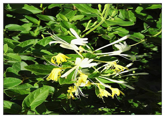 عصاره گیاهان عصاره گل سرخ عصاره گل سرخ عصاره کلروژنیک 5٪ CAS 327 97 9