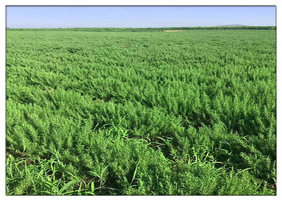 I rosmarini cosmetici naturali acidi degli ingredienti di Ursolic estraggono l'ossidazione anti- CAS 77 52 1