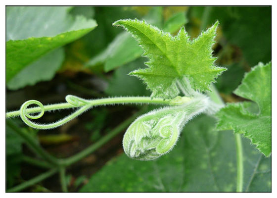 بذور اليقطين العذراء الزيوت النباتية العضوية انخفاض ضغط الدم للمكملات الغذائية