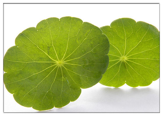 La pelle sfregia il colore bianco degli ingredienti cosmetici naturali dalla foglia asiatica di Centella