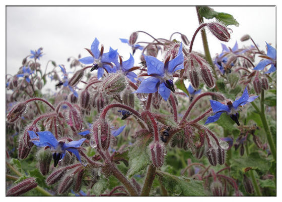 Borage বীজ জৈব উদ্ভিদ তেল ওমেগা 6 গ্লাজা জন্য অ্যান্টি জারণ