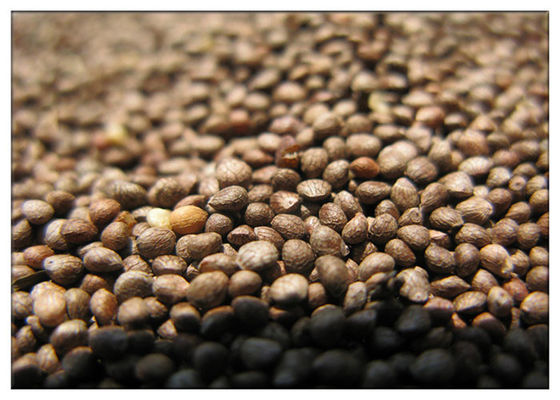 أوميغا 3 العضوية بيريلا النفط السائل اللون الأصفر لخفض الكولسترول