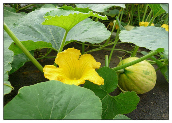 روغن های گیاهی با روغن کدو تنبل باعث کاهش التهاب با اسید لینولئیک می شوند