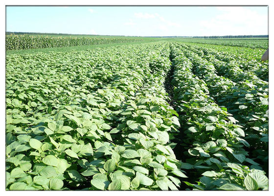 روغن کلسترول پایین پریلا Frutescens، منبع طبیعی طبیعی Perilla Oil GC Test