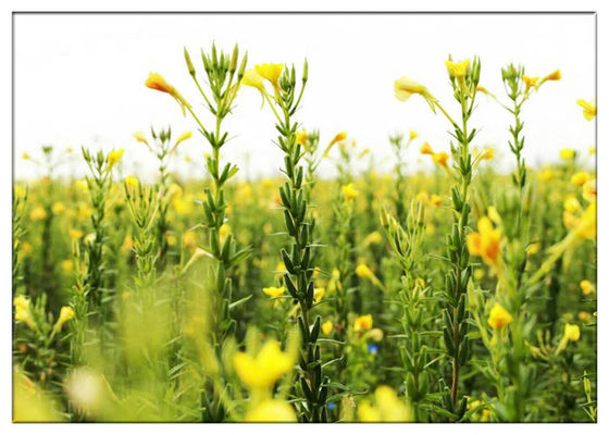 روغن زیتون GLA پستاندار عصر پستان از مواد غذایی دانه دانه سبب شدت درد