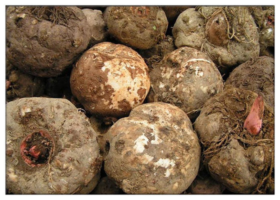 খাদ্য Ingrediens Konjac খাদ্যের মধ্যে Konjac রুট এক্সট্র্যাক্ট গাম গ্লুকোম্যানান পাউডার ঘন এজেন্ট এজেন্ট