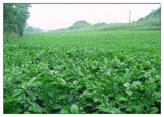 أبيض اللون كونجاك مسحوق غلوكومانان من الجذر 60 ​​شبكة المكونات الغذائية