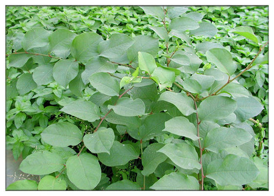 Prevent heart diseases Trans resveratrol 98% 99% Giant Knotweed Extract