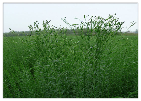 روغن طبیعی Linum Usitatissimum، روغن زیتون روغن فندق سرد