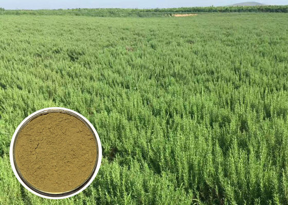 I rosmarini cosmetici naturali acidi degli ingredienti di Ursolic estraggono l'ossidazione anti- CAS 77 52 1