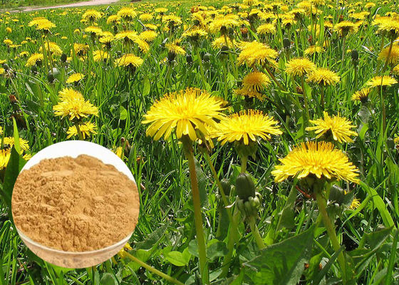 Powerful Antioxidant Natural Dietary Supplements Brown Dandelion Root Extract Powder