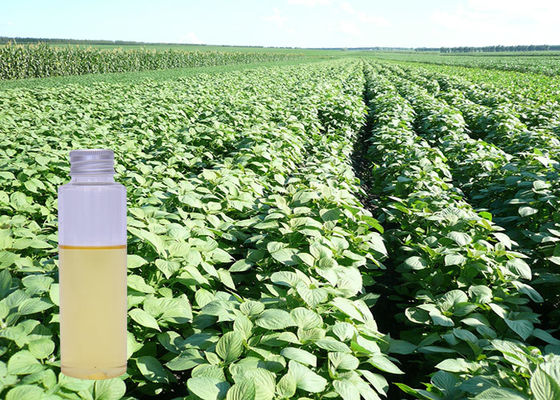 امگا 3 ALA طبیعی گیاه عصاره روغن Perilla Frutescens عصاره رنگ زرد