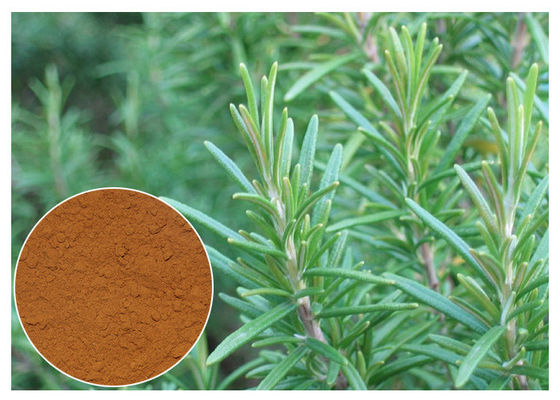 Rosmarinic Acid  Rosemary Extract Powder Water Soluble CAS No. 20283 95 5