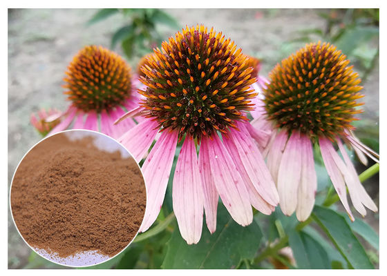 Echinacea pururea عصاره گیاهان ضد قارچ فرم پودر پلی فنول بهبود سیستم ایمنی