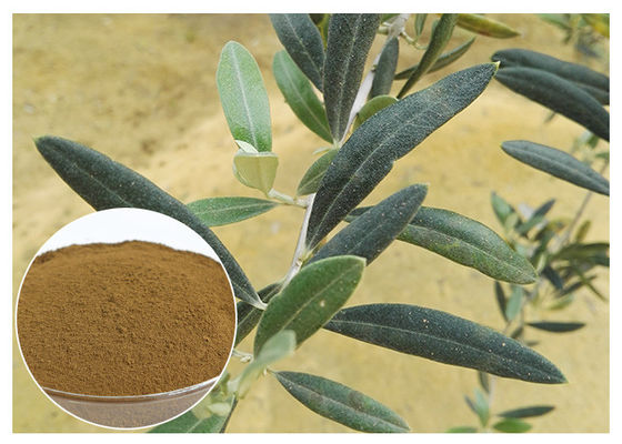 برگ ضد عفونی کننده Olea Europaea، عصاره برگ اولی زیتون CAS 32619 42 4