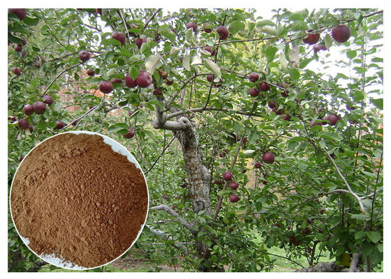 anti-bacterial Phloridizin Apple Tree Root & Bark Extract for dietary supplement