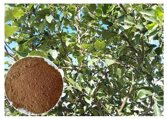 Skin antioxidation Plant Extract Powder Phloretin Apple Tree Root & Bark Extract