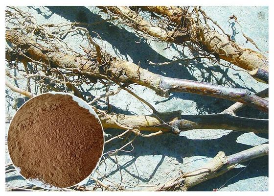 Treat diabetes Phlorizin Apple Tree Root & Bark Extract for dietary supplement