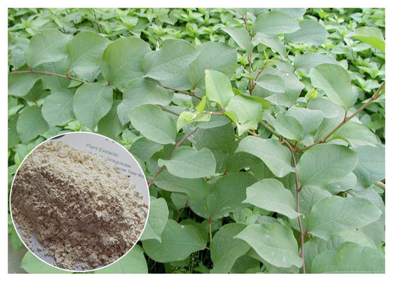 98٪ المكملات الطبيعية عبر ريسفيراترول، ترانزفيراترول مسحوق تحسين الذاكرة