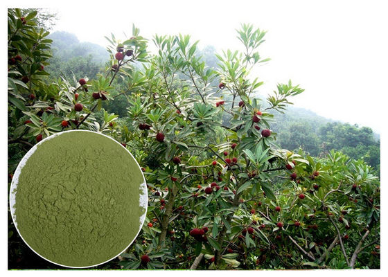 Anti-diabetic anti-oxidation myricetin Bayberry Bark Extract
