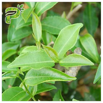 CAS 989 cosmetico dell'estratto del tè verde di 51 5 EGCG classifica l'ingrediente del gallato di Epigallocatechin