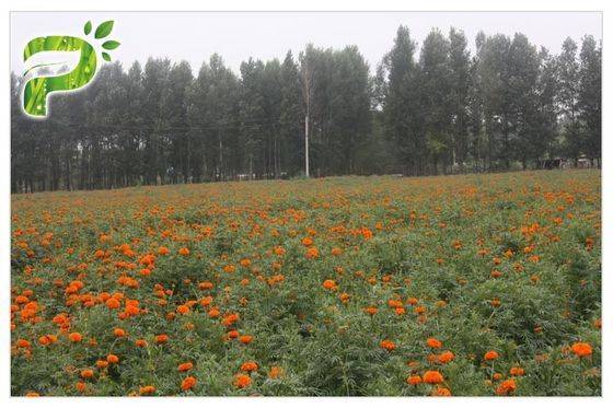 ريتينا حماية القطيفة زهرة استخراج، لوتين 5٪ مسحوق القطيفة استخراج للعيون