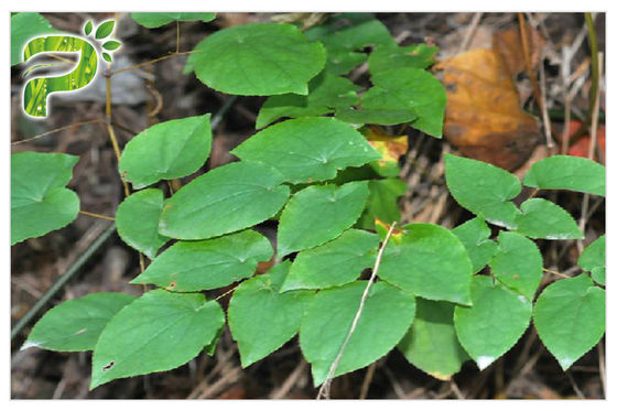 CAS 489 32 7 المكملات الغذائية الطبيعية عشبة قرنية الماعز الاعشاب ابيمديوم استخراج Icariins Icariin