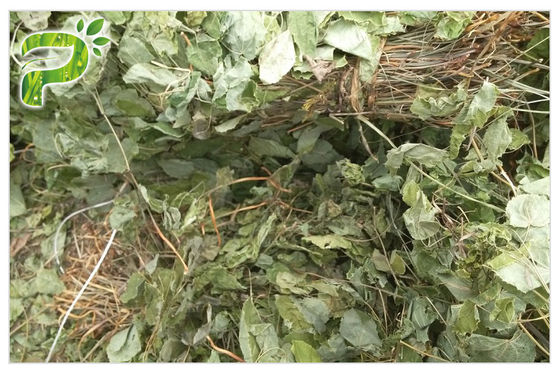 الرجال الرعاية الصحية استخراج مسحوق عشبة العنزة الماعز عشبة / epimedium استخراج ايكارين CAS 489 32 7