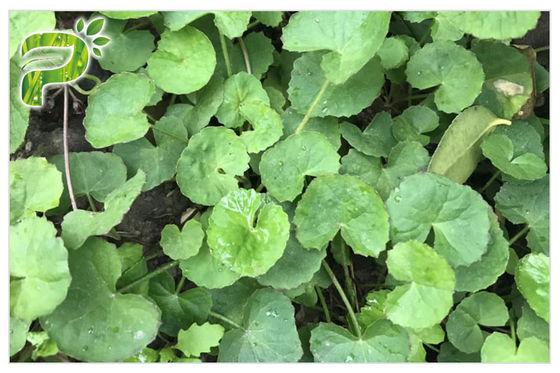 হোয়াইট গটু কোলা এক্সট্র্যাকশন পাউডার, স্কিন স্ক্যানের জন্য Centella Asiatica লিফ এক্সট্র্যাক্ট