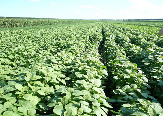 روغن زیتون روغن زیتون عصاره گیاهی طبیعی روغن، پریل روغن اسفند سرد کردن