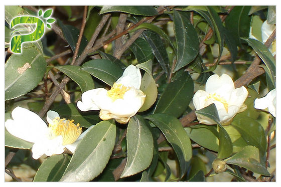 Saponine oleifera del tè dell'estratto del seme di Abel della camelia cosmetica naturale dell'ingrediente per l'emulsionante