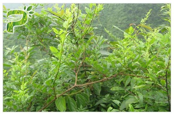 Ampelopsis Grossedentata استخراج Dihydromyricetin / DHM لمتلازمة هانجوفر CAS 27200 12 0