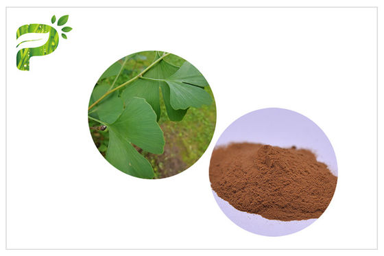 الوقاية من الأمراض القلبية الوعائية لتحسين الذاكرة Ginkgo Biloba Extract USP EP