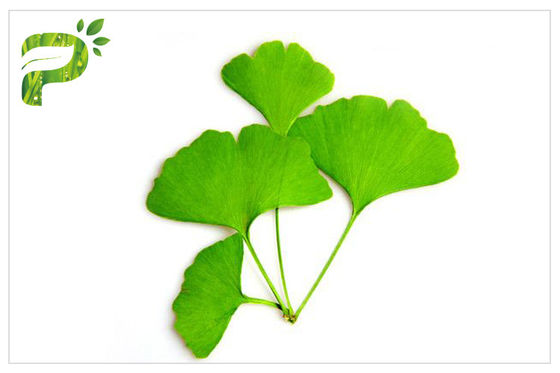 الوقاية من الأمراض القلبية الوعائية لتحسين الذاكرة Ginkgo Biloba Extract USP EP