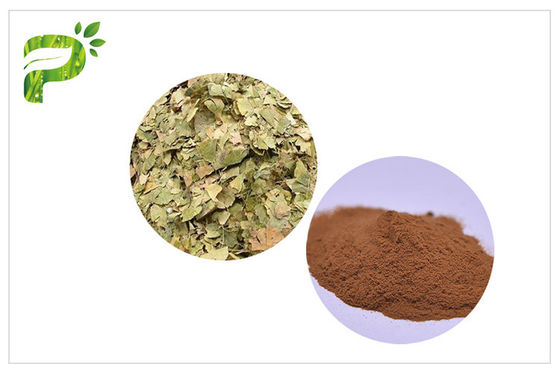 Prevent Cardiovascular diseases Lower Blood Pressure Ginkgo Biloba Extract USP, EP